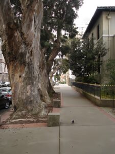 Trees Planted by Mary
