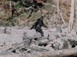 Bigfoot in the Patterson Gimlin Film