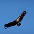 The Condor Flies