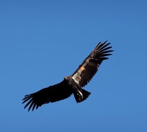 The Condor FliesHigh Over the Pinnacles