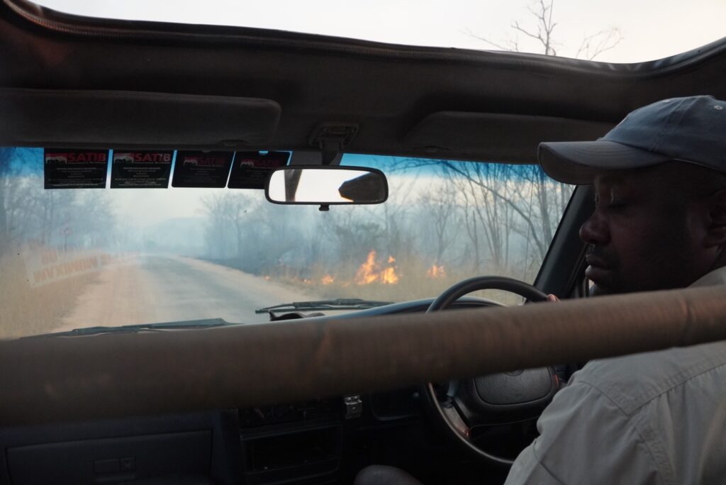 Cheetah Or Lion - Driving Through Flame