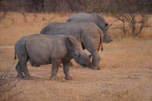 Rhinos While Guarded